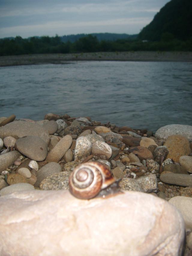 limak, limak poka rogi :)