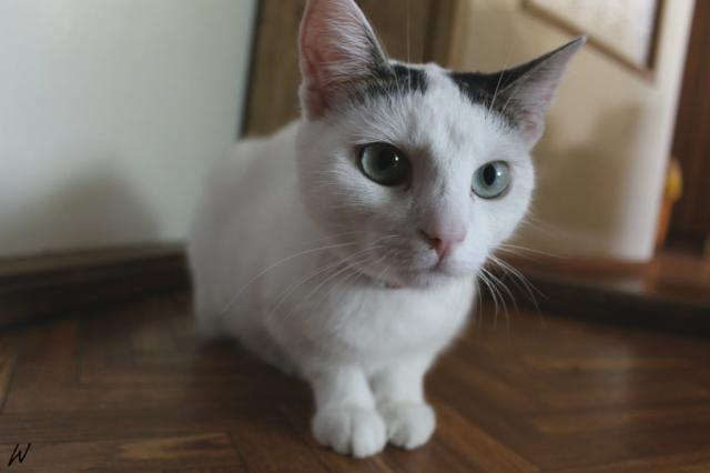 Wpis verameow
