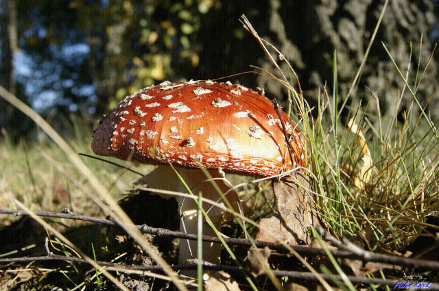 Wpis pomaranczowamandarynka