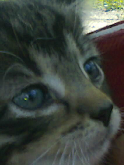 majza