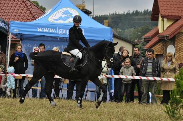 Okonek 2012r.
