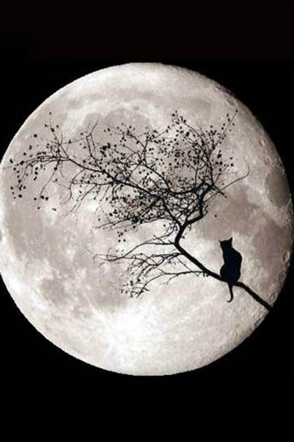 staring at the moon