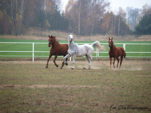 Wpis themagicfoto