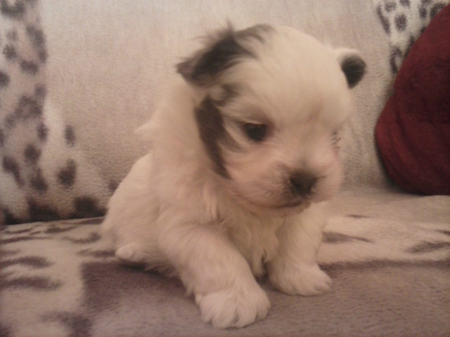 Shih - Tzu 