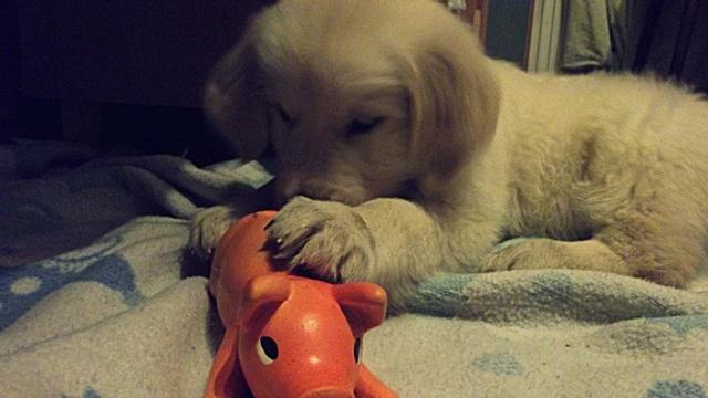 Lusia mj piesek ^^