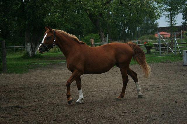 mojaa..