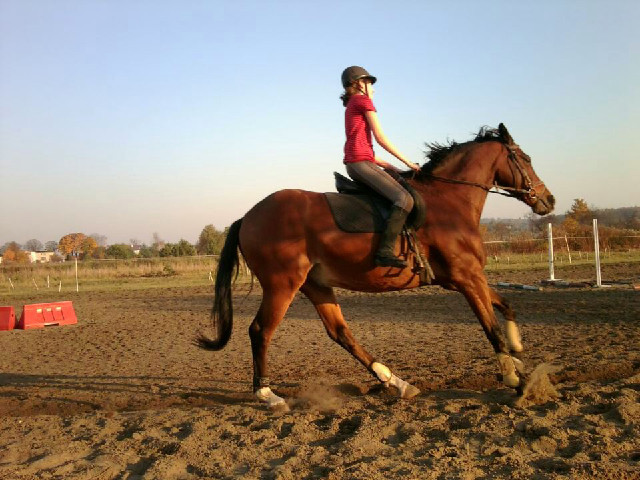 Stajnia As