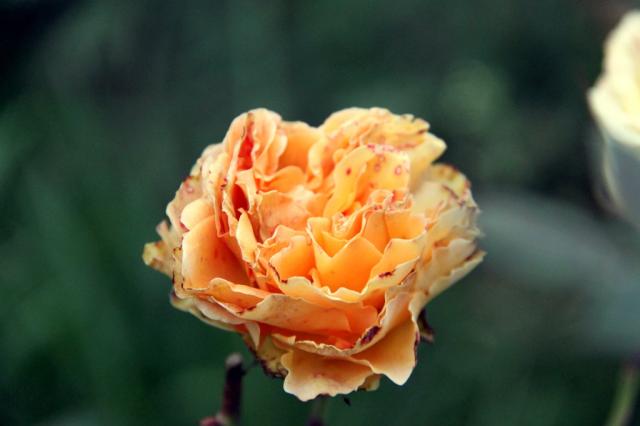 Wpis sylwuska091