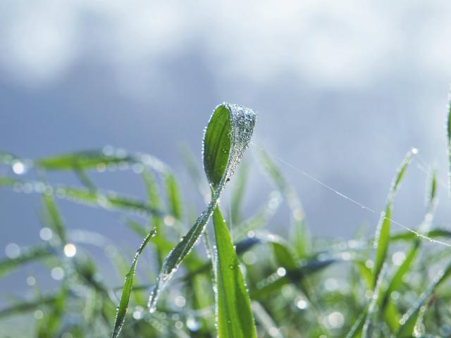grass