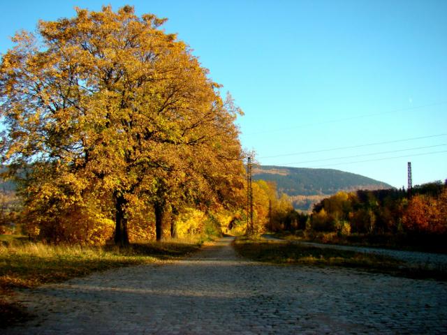 Jesie 2012 