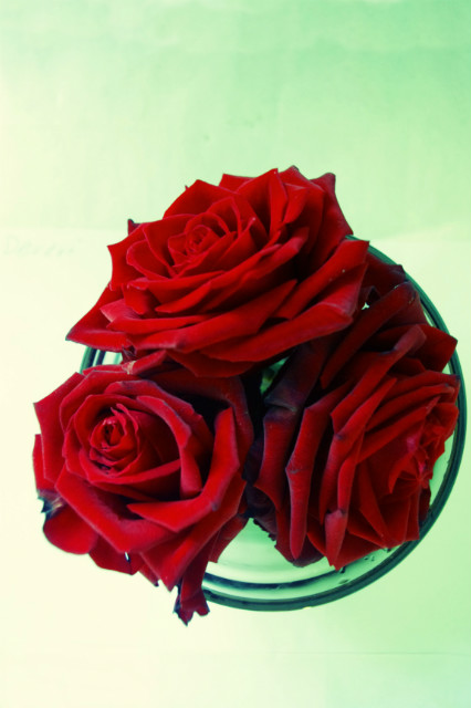 like red on a rose