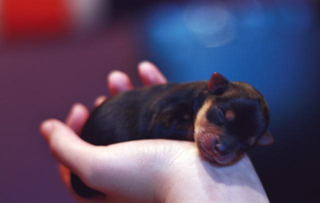Puppy.