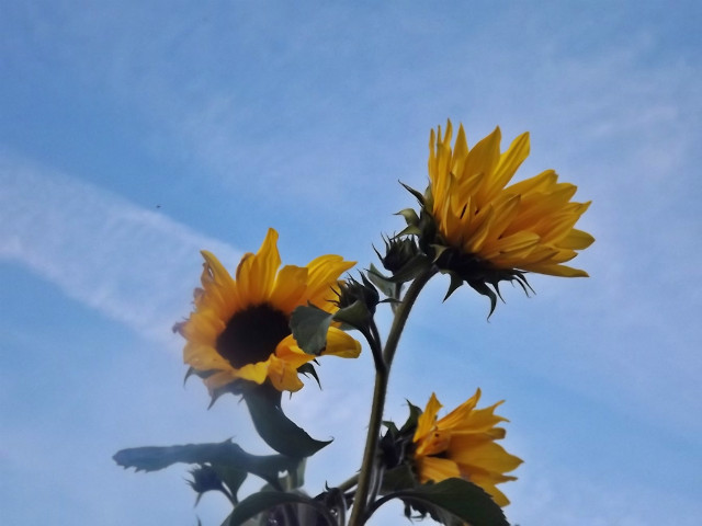 Fotografia.