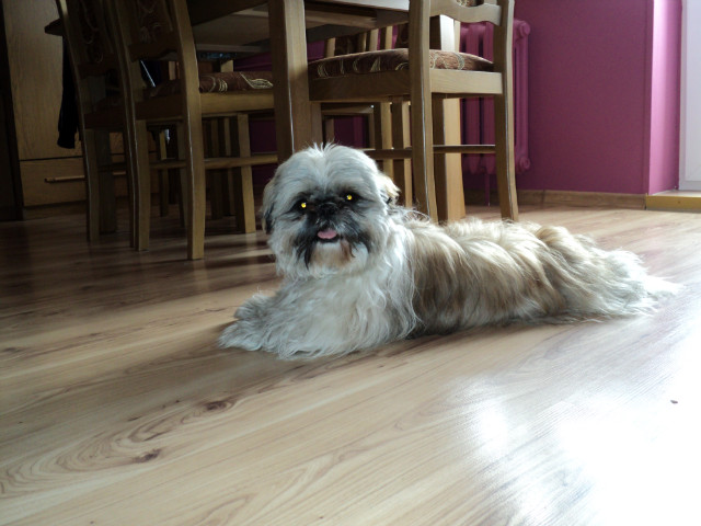 chicco