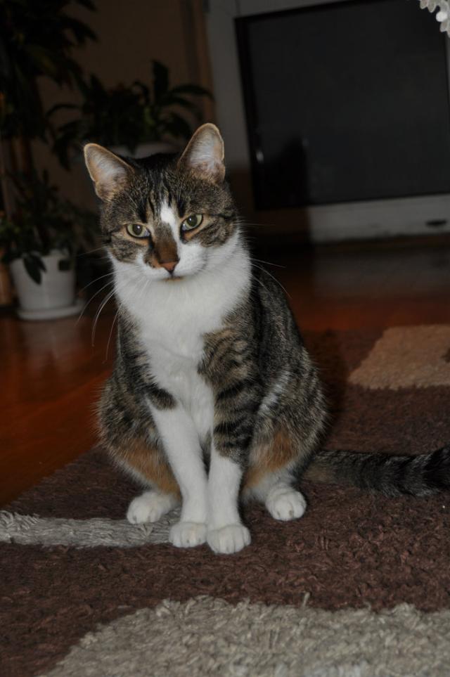 haszysz.