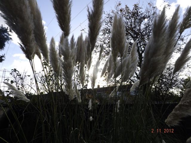 Garden in Larkfield.