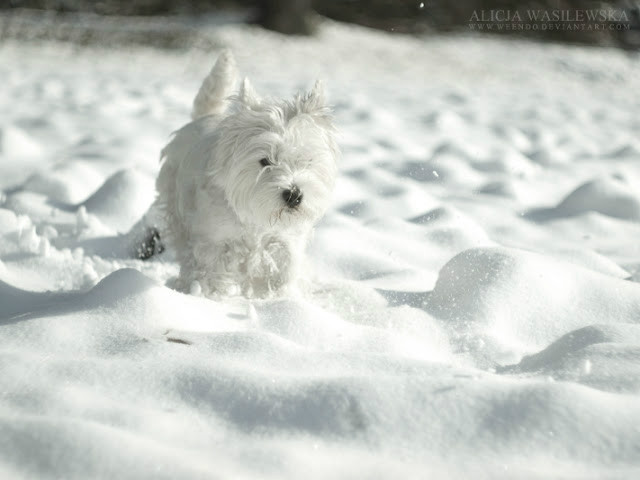 SNOW!