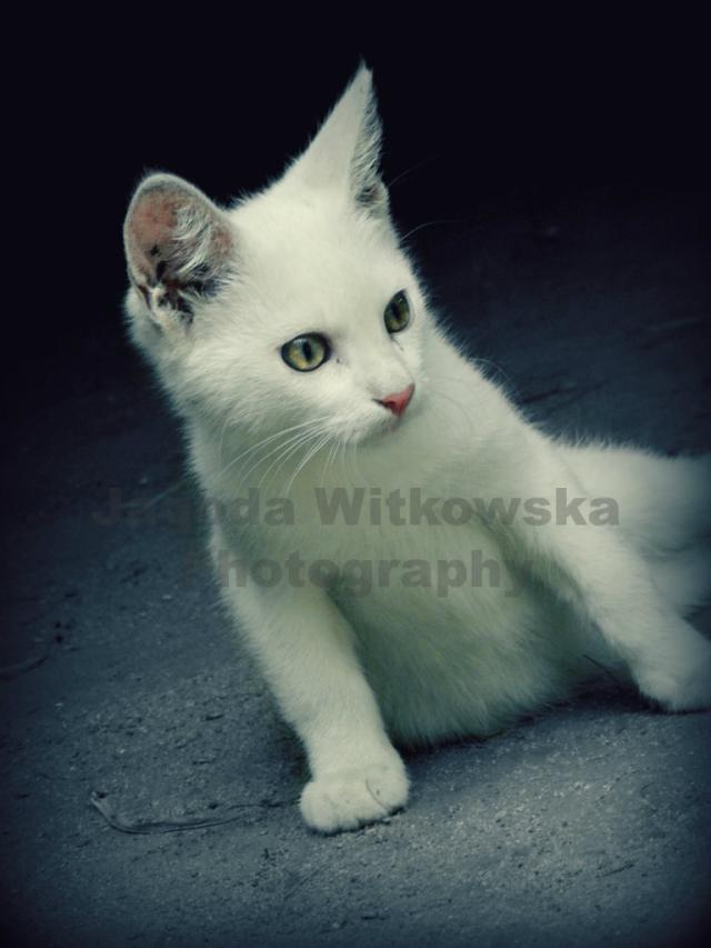 Wpis jagodawitkowska