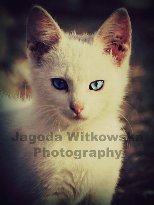 Wpis jagodawitkowska
