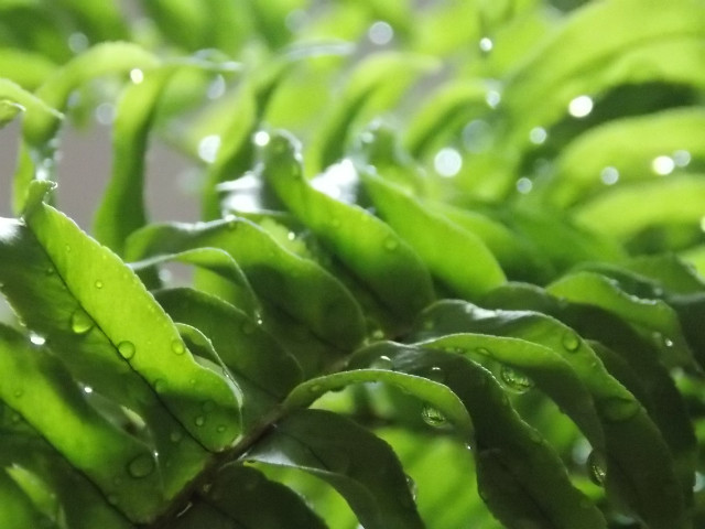 Fern.