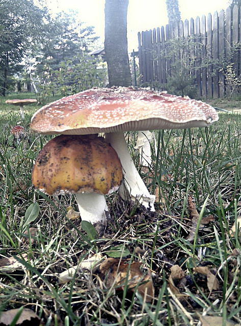 mushrooms.