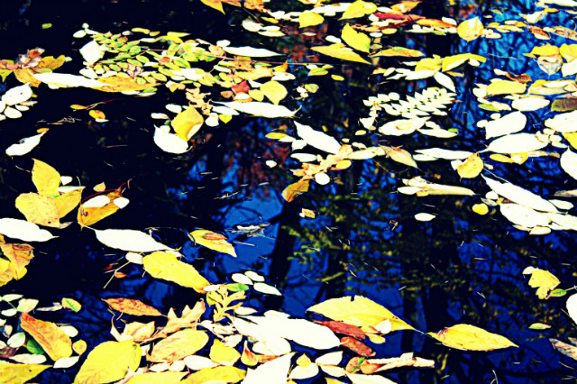 fall