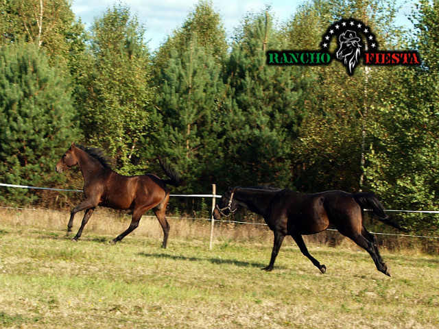Jesien na Rancho