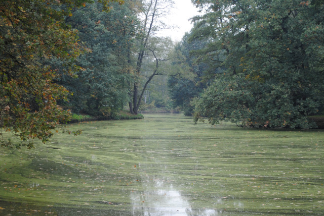 Pszczyna