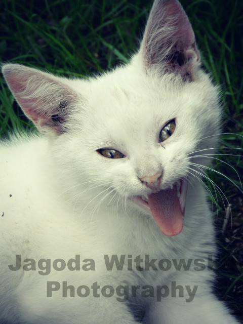 Wpis jagodawitkowska