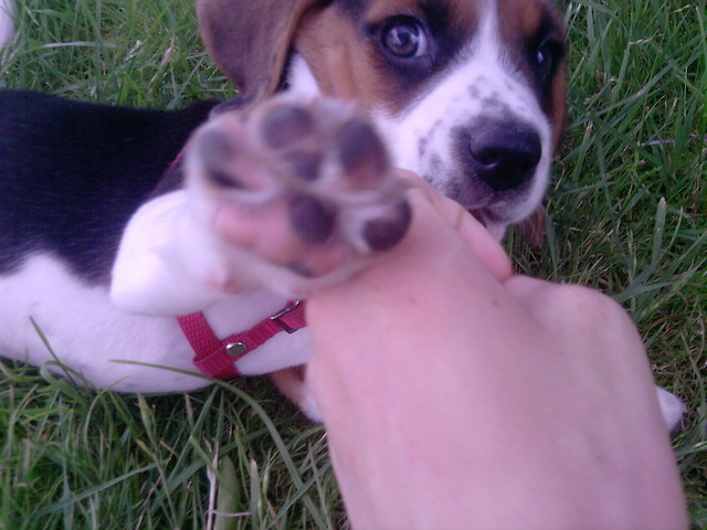 pitka;D