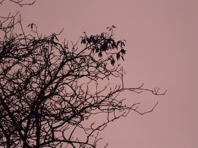 Pink tree.