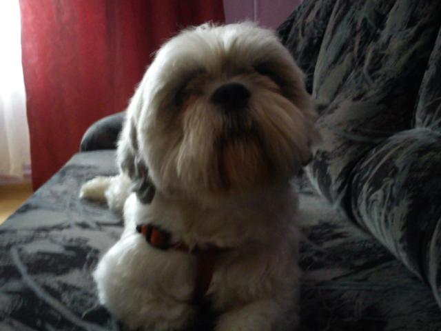 Misiek
