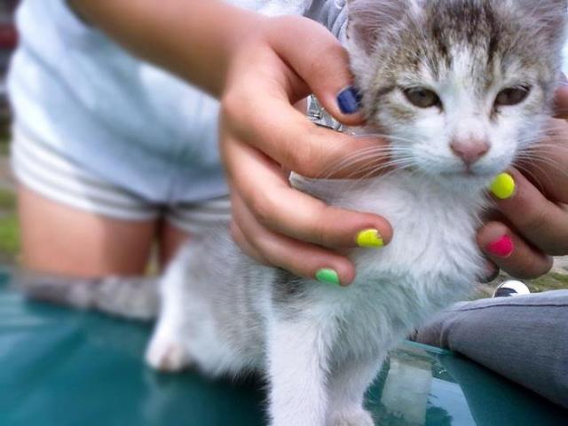 Grey Cat!