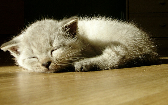 siema FUKS! *,*