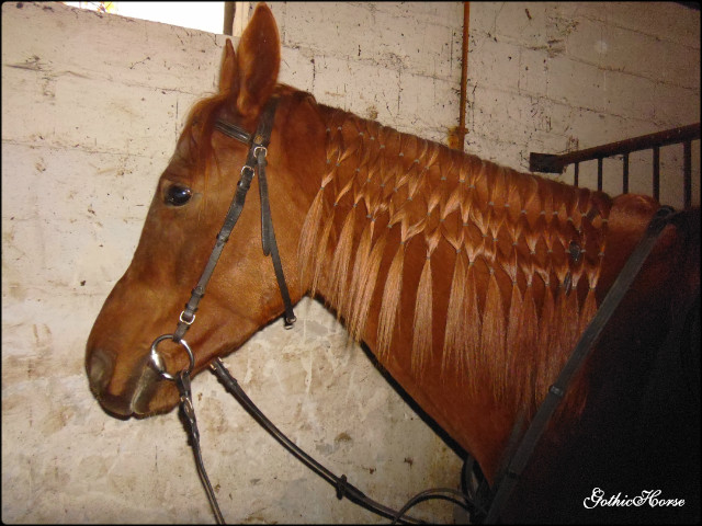 Wpis gothichorse