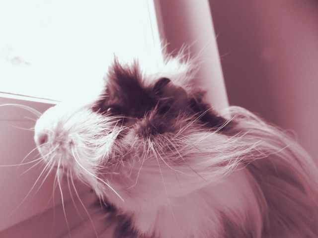 Guinea pig.