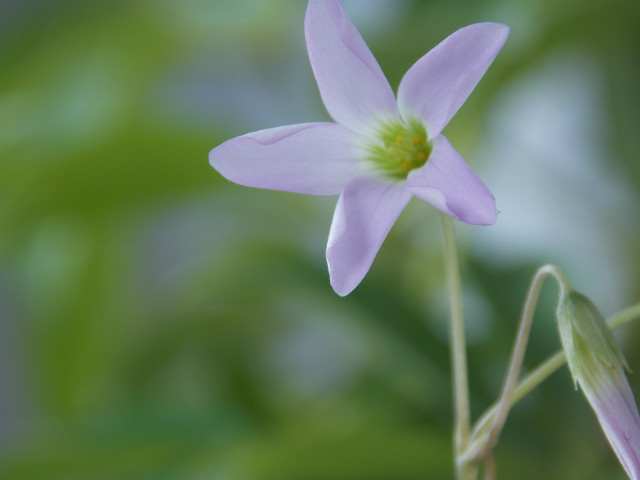 Flower : )