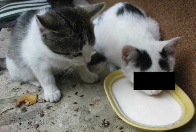 2 kotki