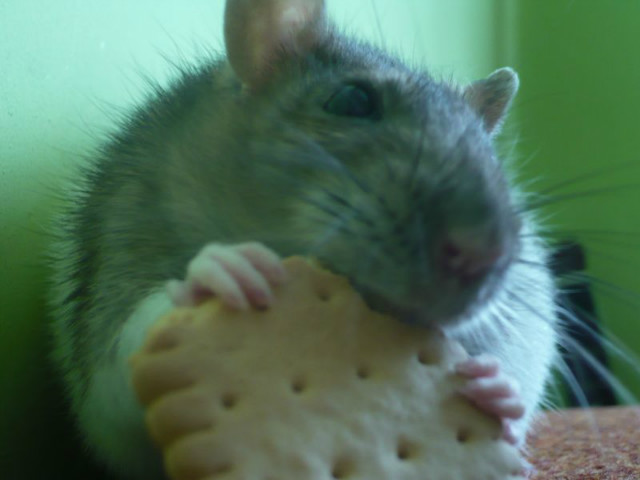 pysia
