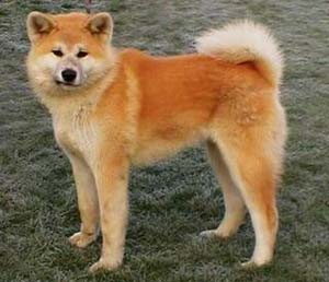 Akita 