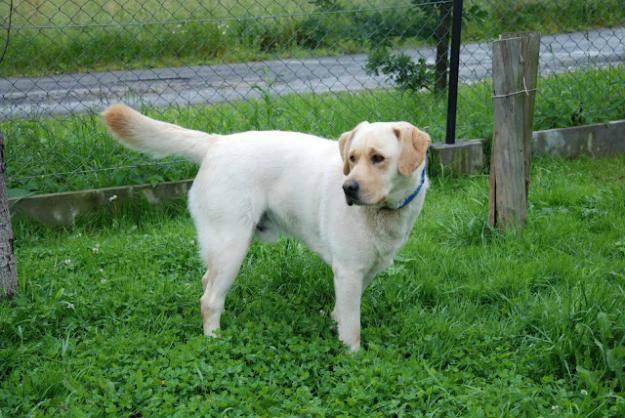  	labrador