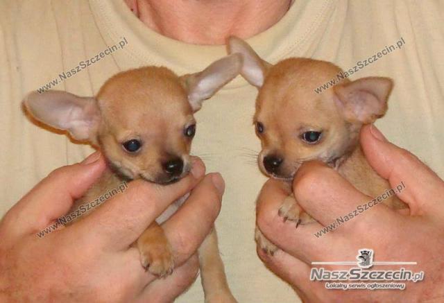 Chihuahua