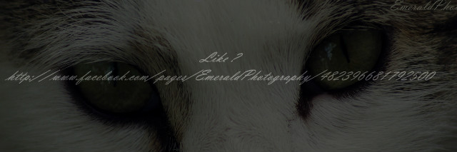 Wpis emeraldphotography