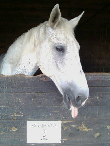 Wpis loveehorsesxd