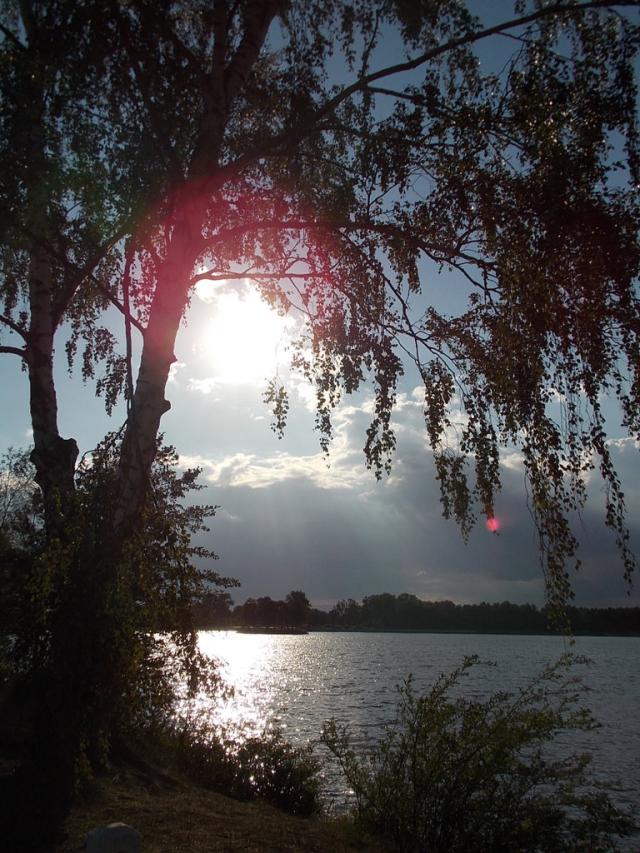 Crying willow.