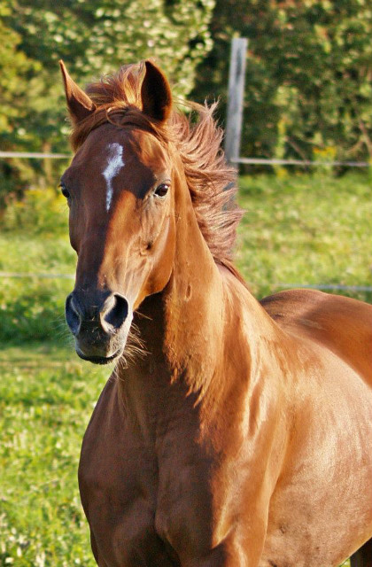 Wpis chestnuttalisman