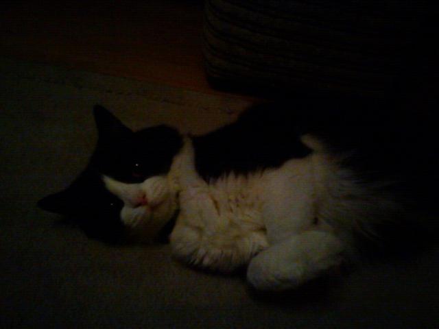 kicia :***