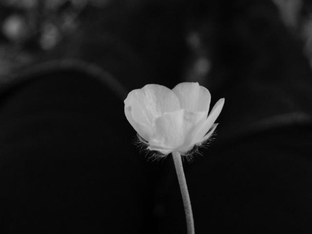Wpis enthropia