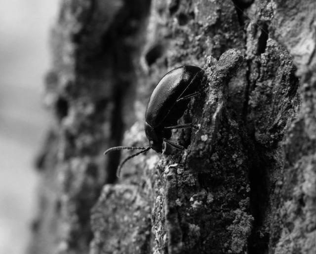 Wpis enthropia