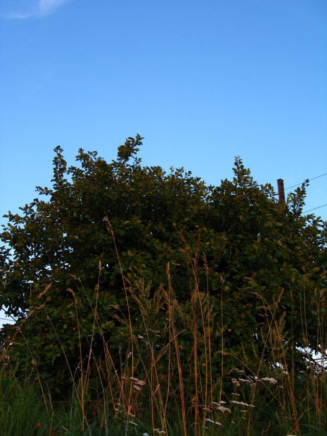 The tree of life.